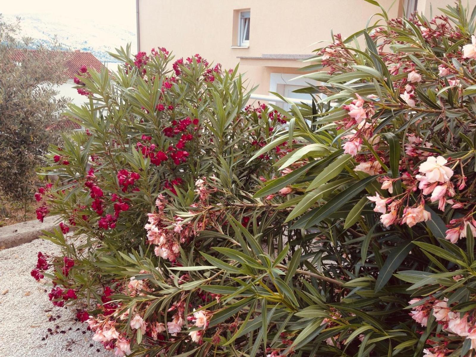 House Agradable Apartment Сегет Враница Екстериор снимка